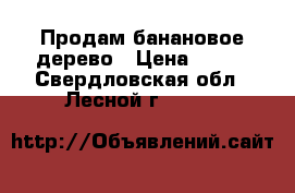 Продам банановое дерево › Цена ­ 800 - Свердловская обл., Лесной г.  »    